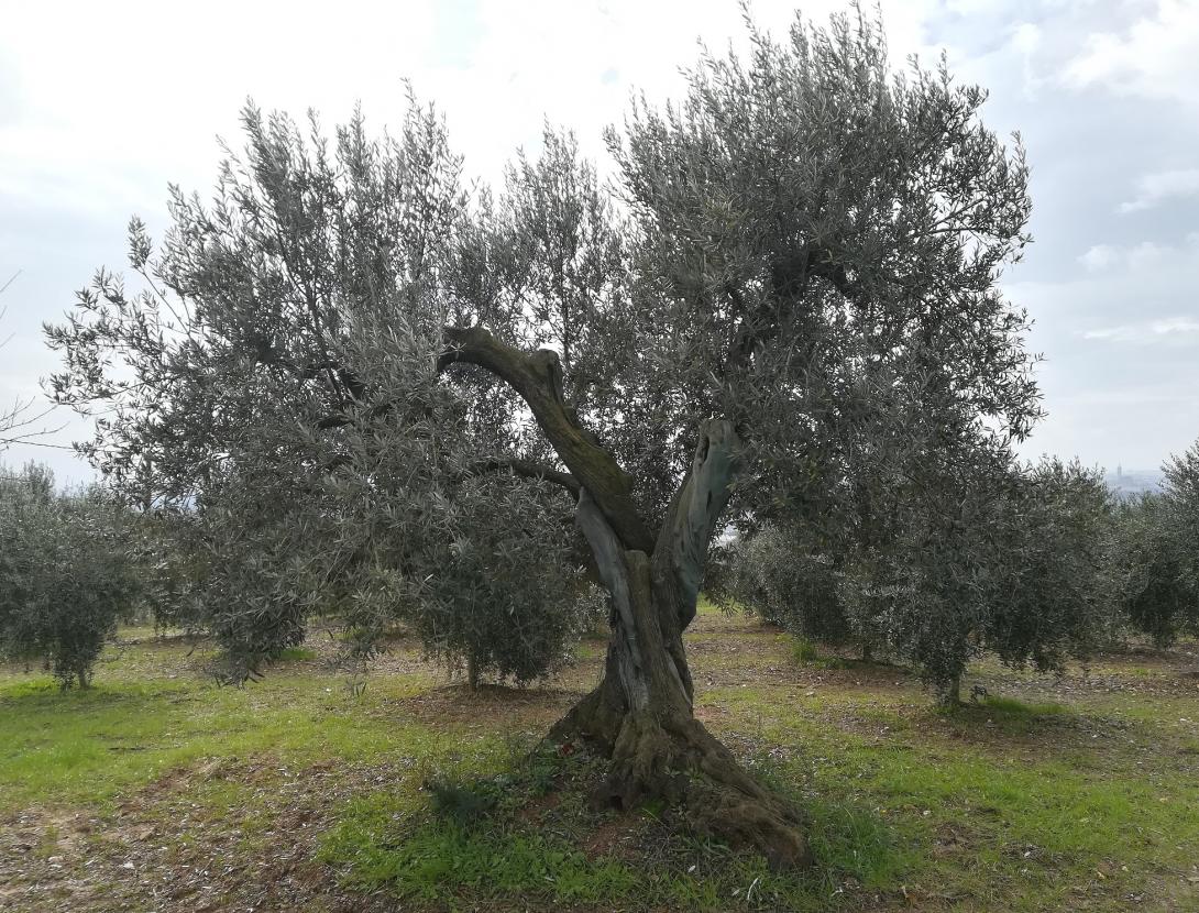 Camps d'oliveres o vinyes