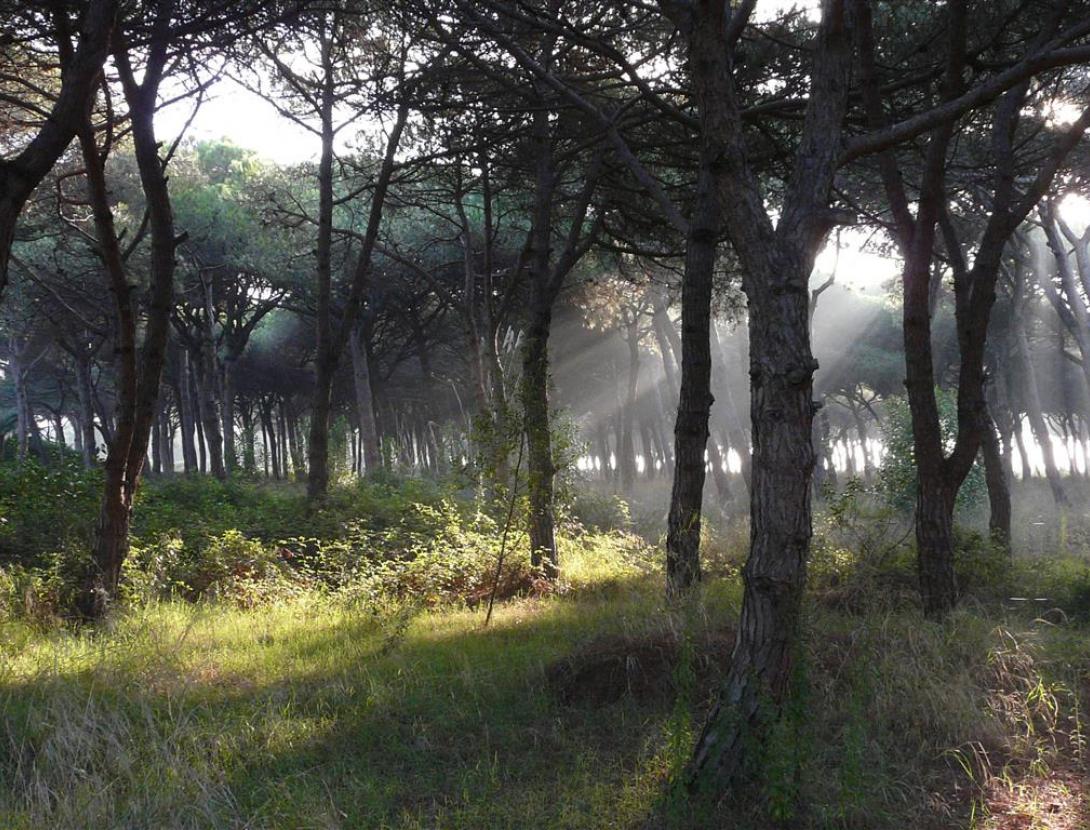 Pineda del Remolar - Espai Natural del Remolar - Filipines