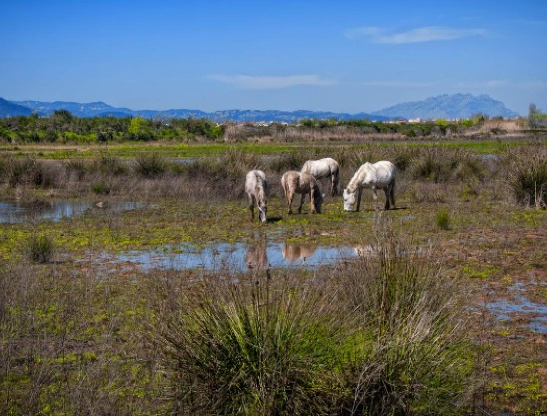 VISITA GUIADA ALS ESPAIS NATURALS DEL RIU