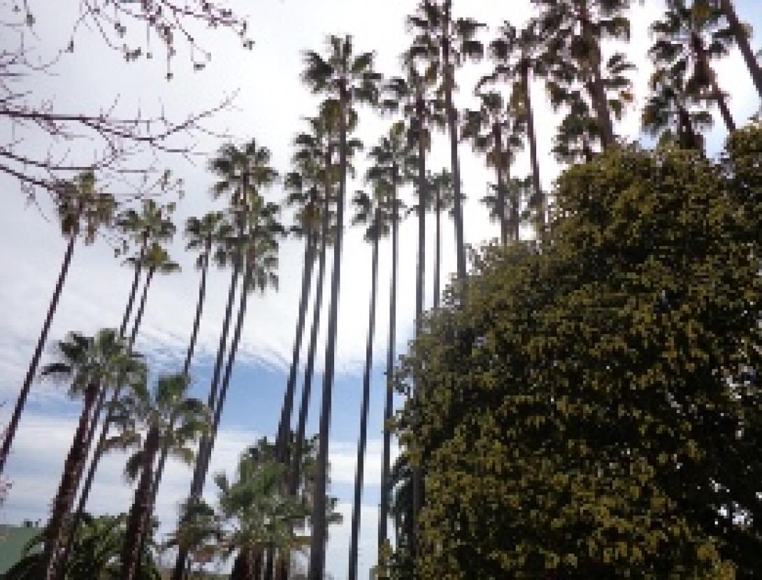 palmeres- vanguardia.jpg