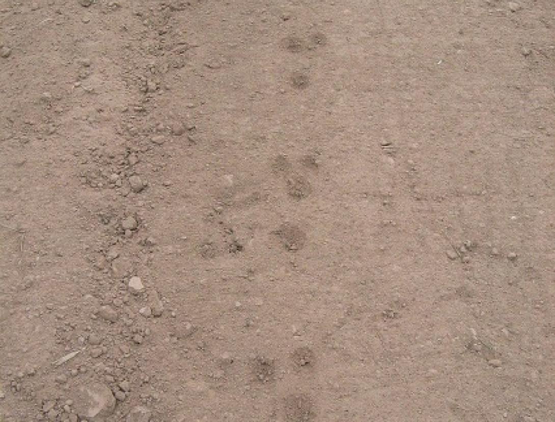 Sortida Fauna Secreta