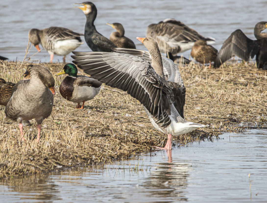 Observació d’ocells forestals