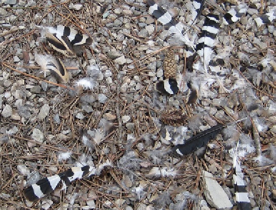 Sortida Fauna Secreta
