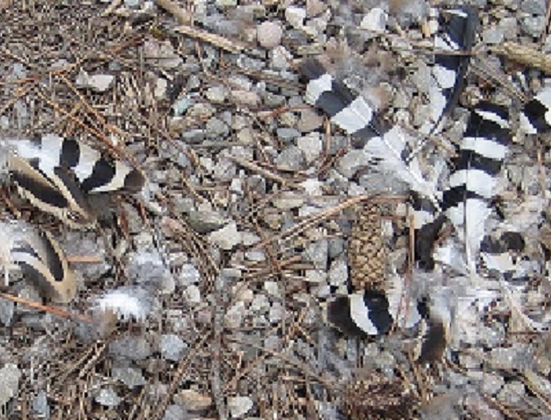 Fauna Secreta del bosc