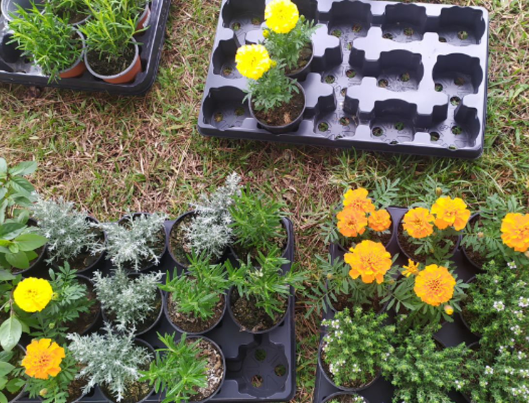 Sembra de plantes aromàtiques amb l'IFE