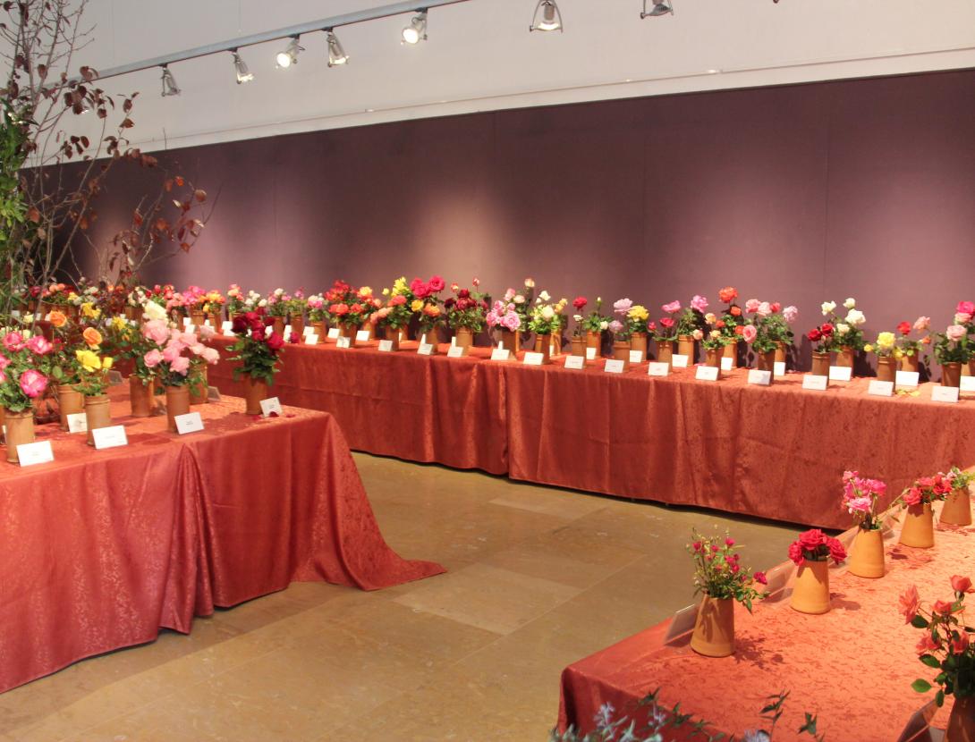 Exposició de roses de Tardor