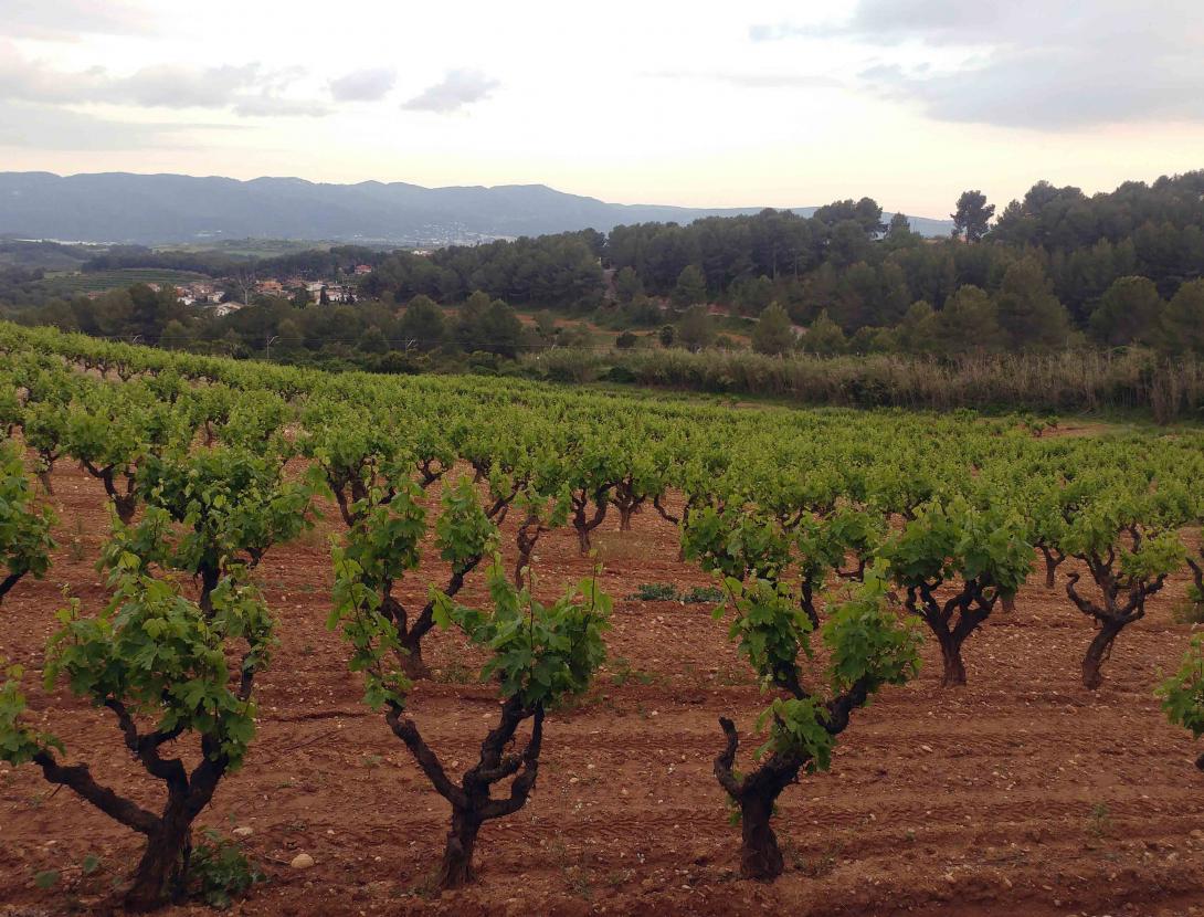Vinyes de Sant Esteve Sesrovires_Tinta i Vi