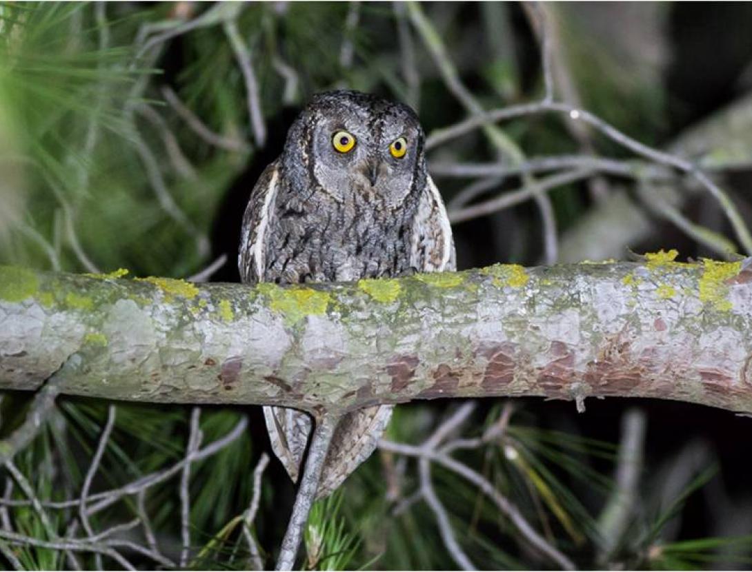 Sortida d’identificació d’aus nocturnes