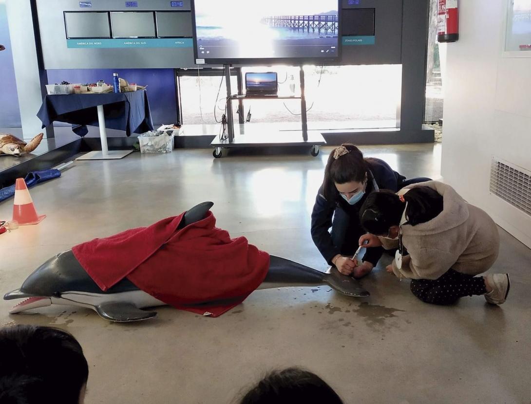 Simulacre de rescat d'un dofí