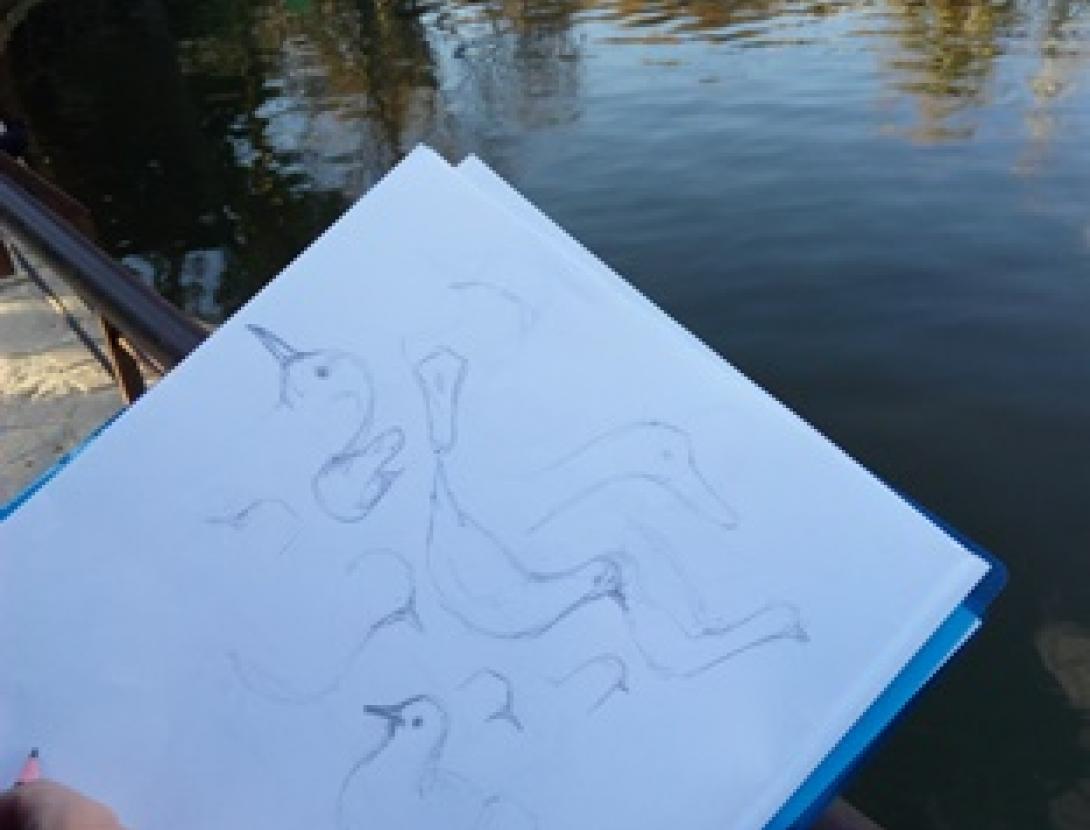 Taller de dibuix científic i naturalista. Dibuixem ocells