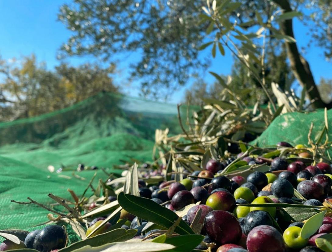 És temps d'olives, és temps d'oli