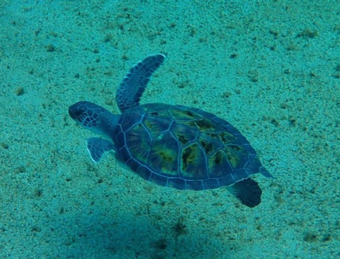 JUGATECAMBIENTAL - Aigua va!