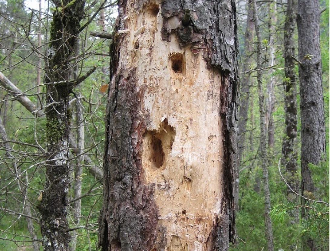 Sortida Fauna Secreta