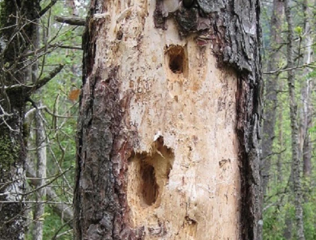 Fauna Secreta del bosc