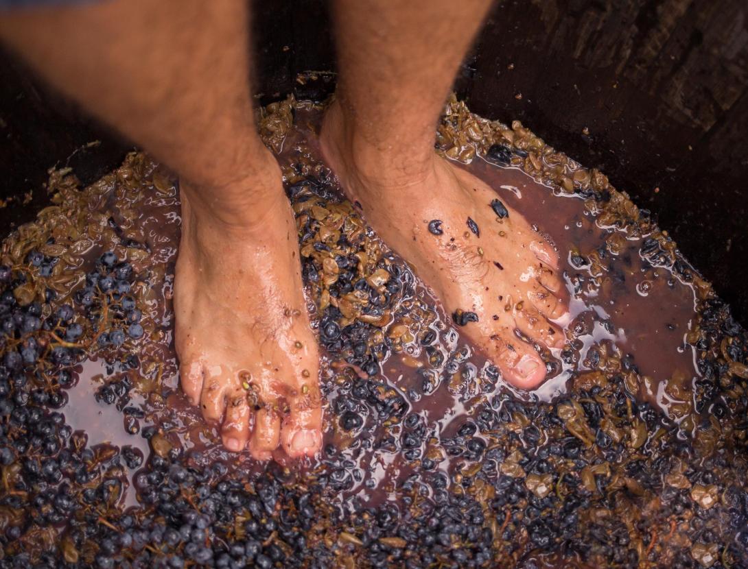 Activitat de verema + esmorzar