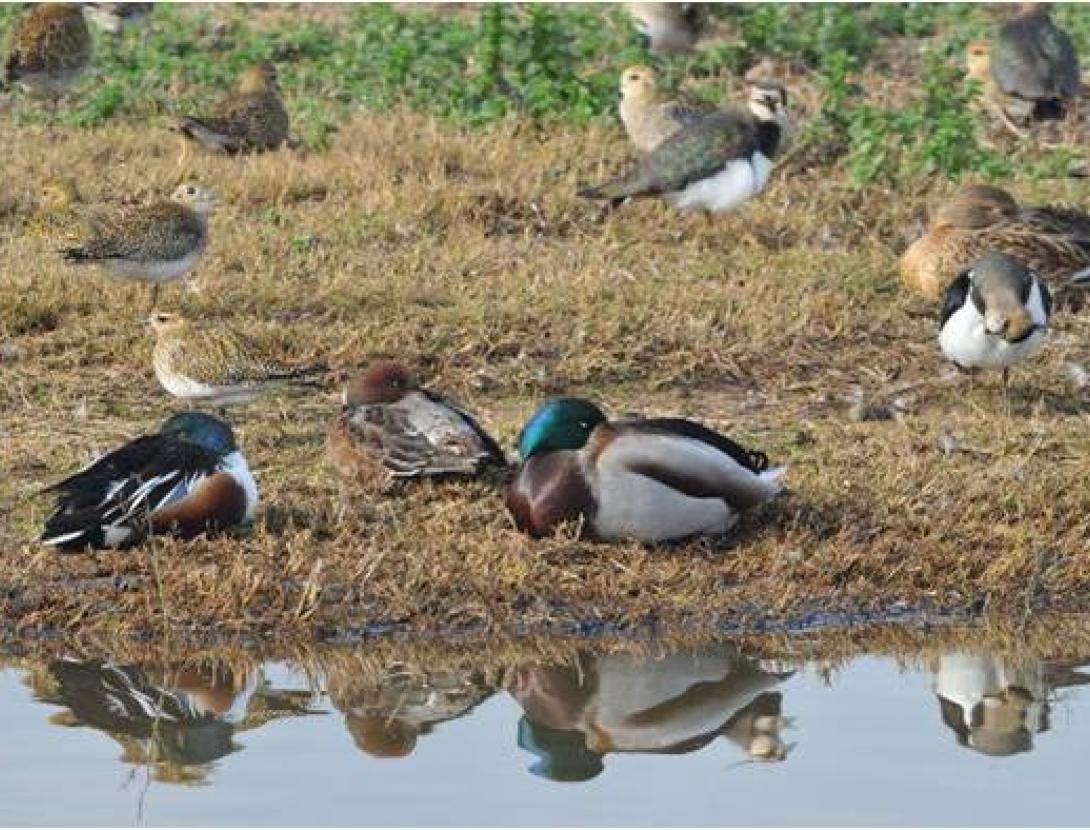 VisitaGuiadaEspaisNaturalsRiu_Jornada de descoberta_Espais Naturals Delta del Llobregat