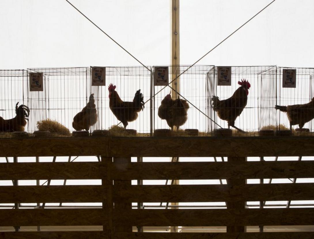 Fira Avícola Raça Prat al Prat de Llobregat