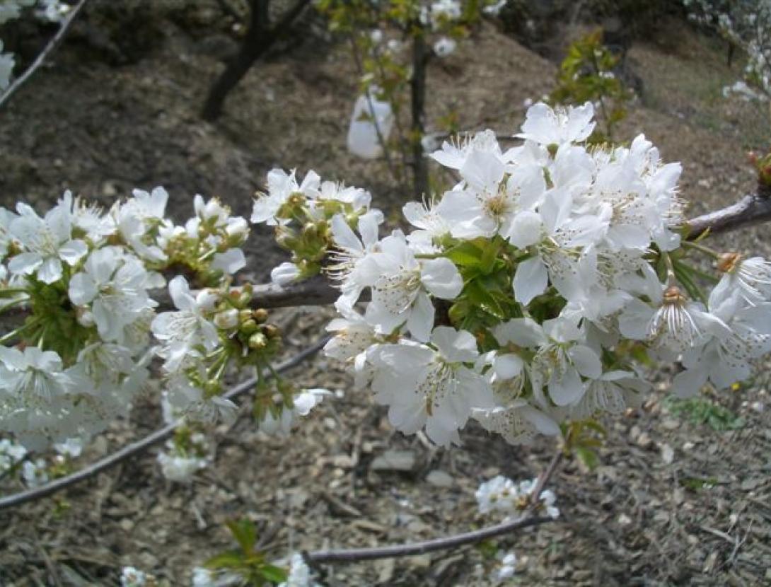 Sant Climent de Llobregat