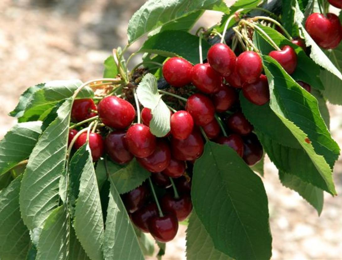 Sant Climent de Llobregat