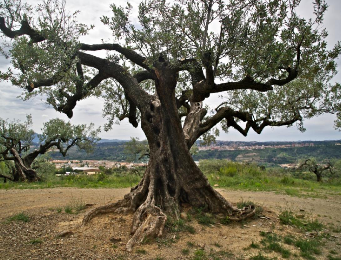 Oulesa, l'oli d'Olesa de Montserrat