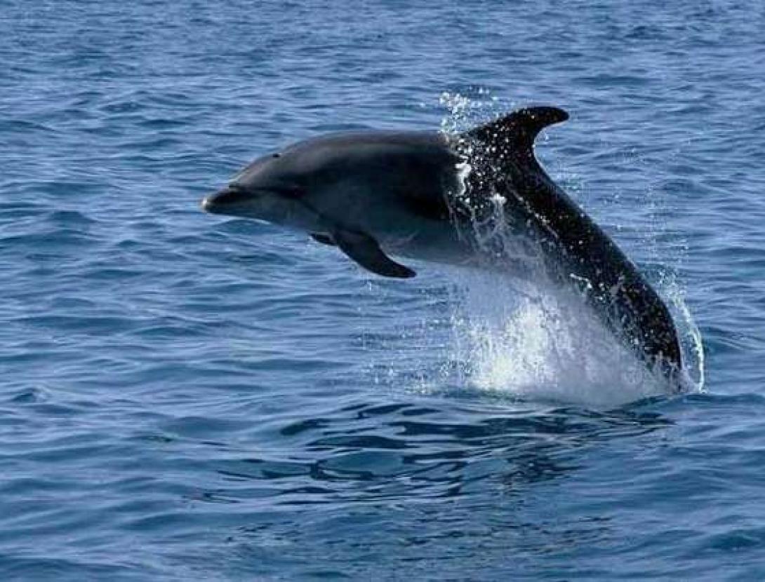 Full-day sailboat ride along the coast of Barcelona