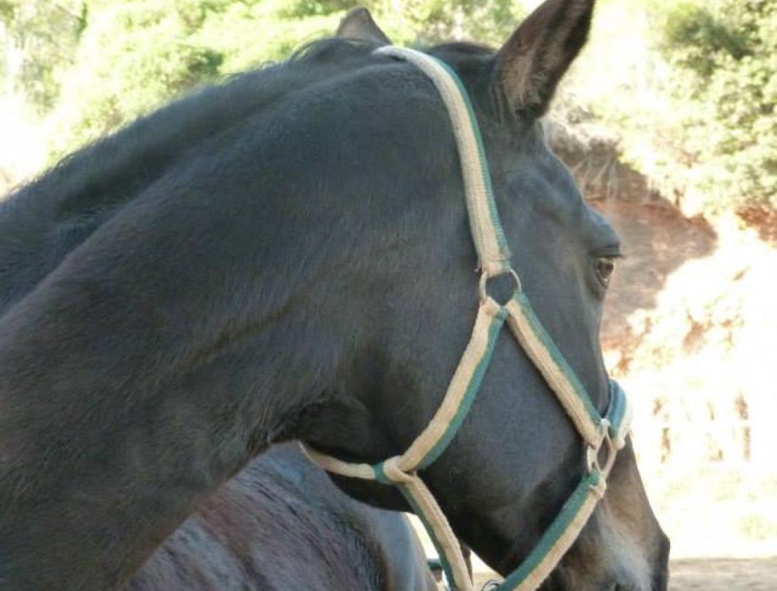 1459671_678086082223421_249140185_n (2).jpg