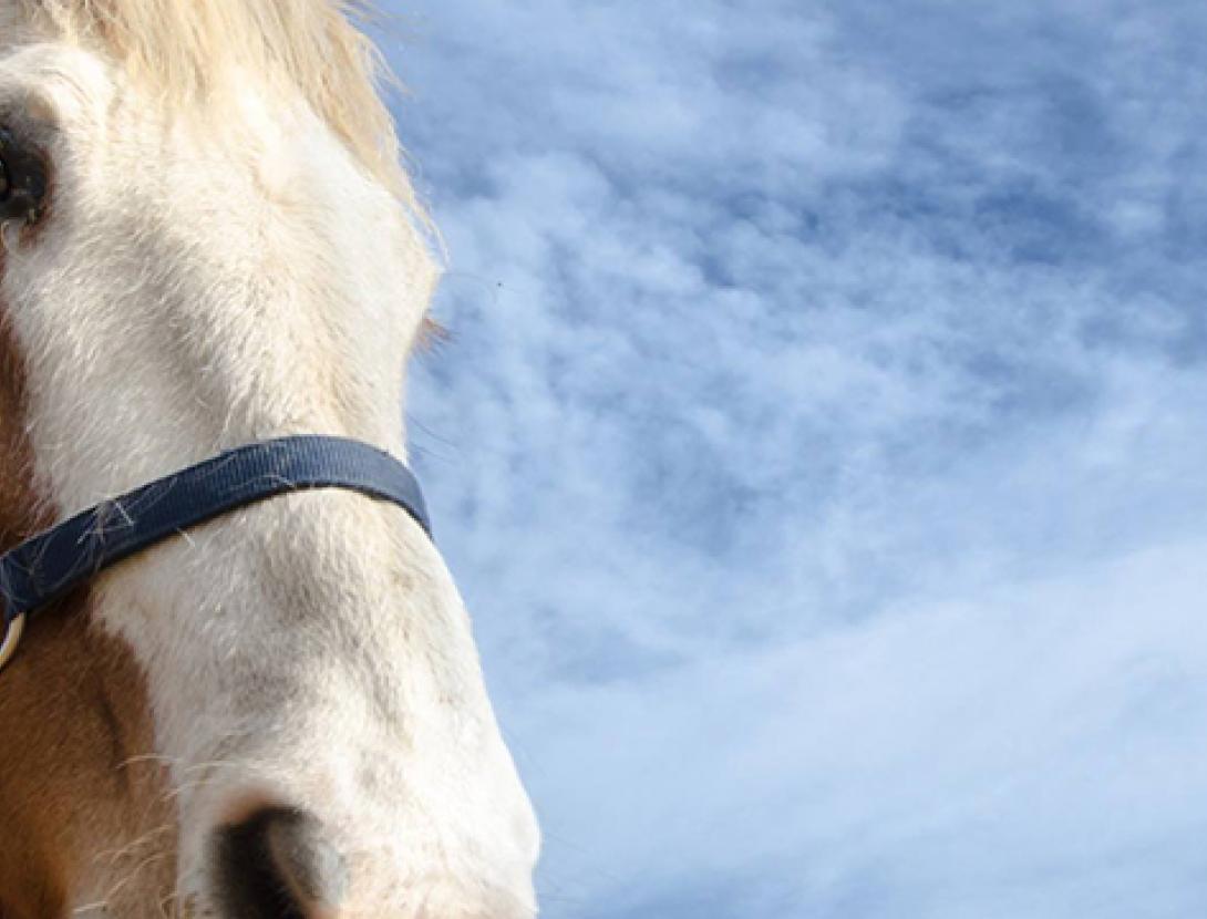 camins a cavall 2.jpg